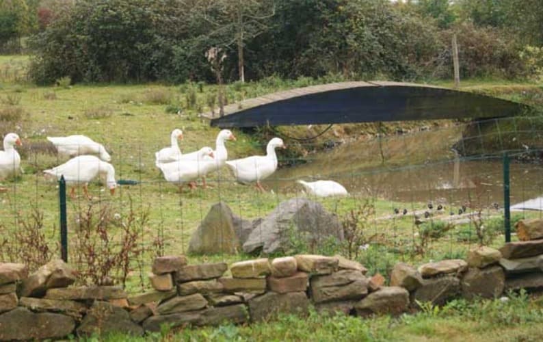 Oies près de la mare